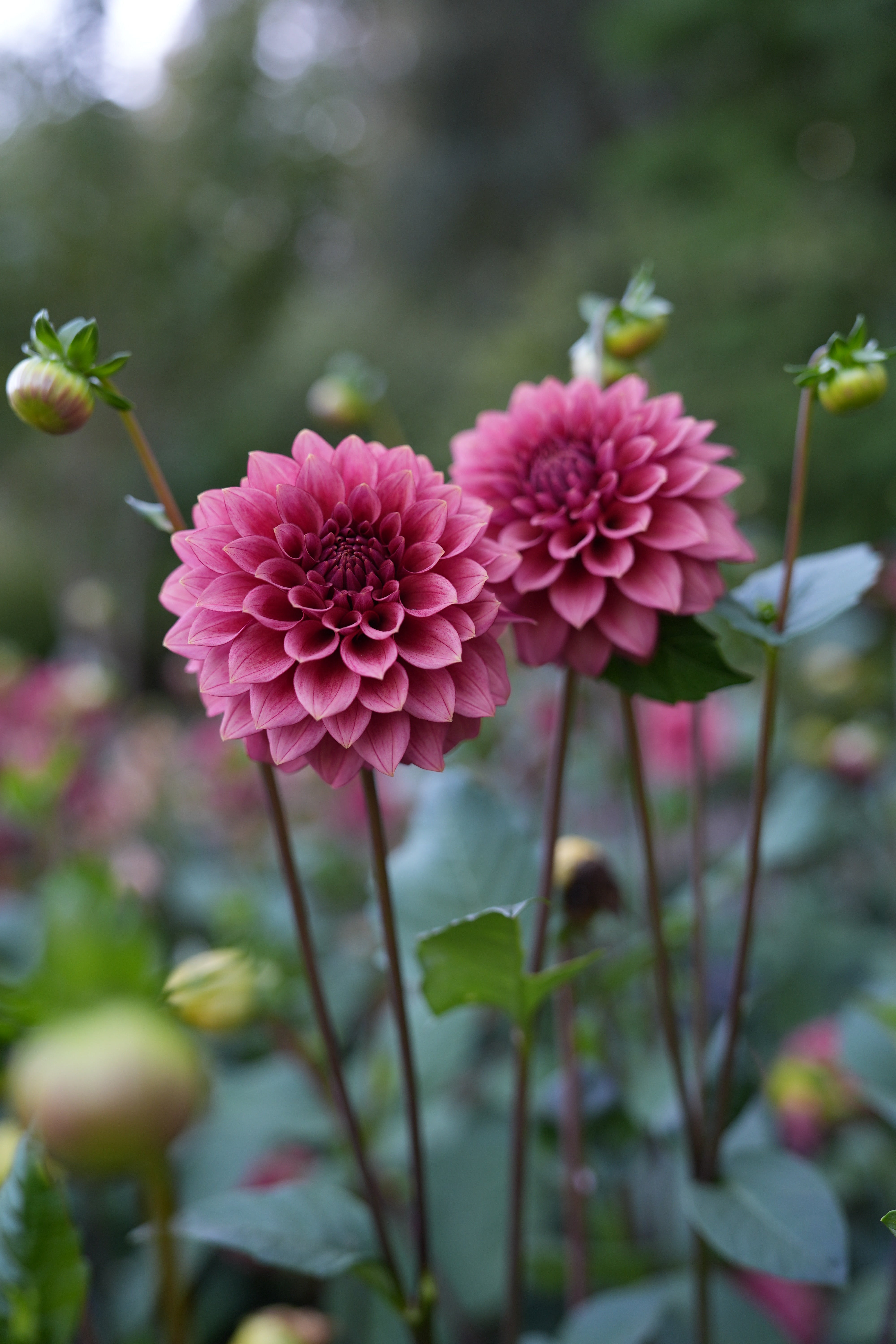 その他 soor ploom Dahlia smock Lichen soor ploom Dahlia smock Lichen