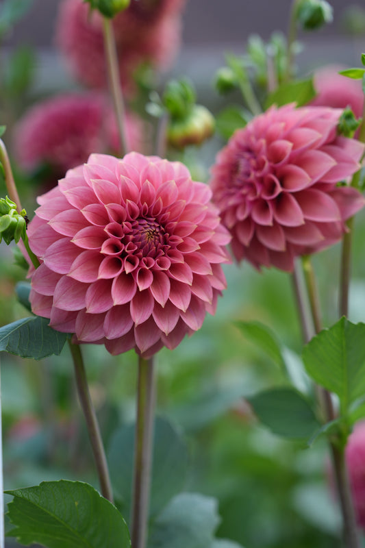 RM Smokey Rose