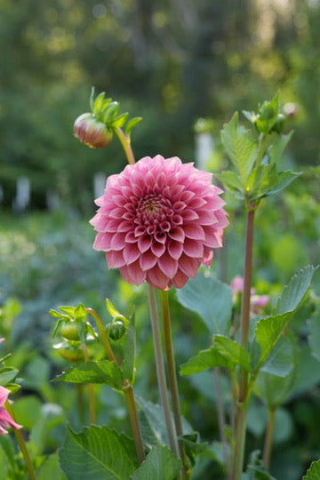 RM Smokey Rose