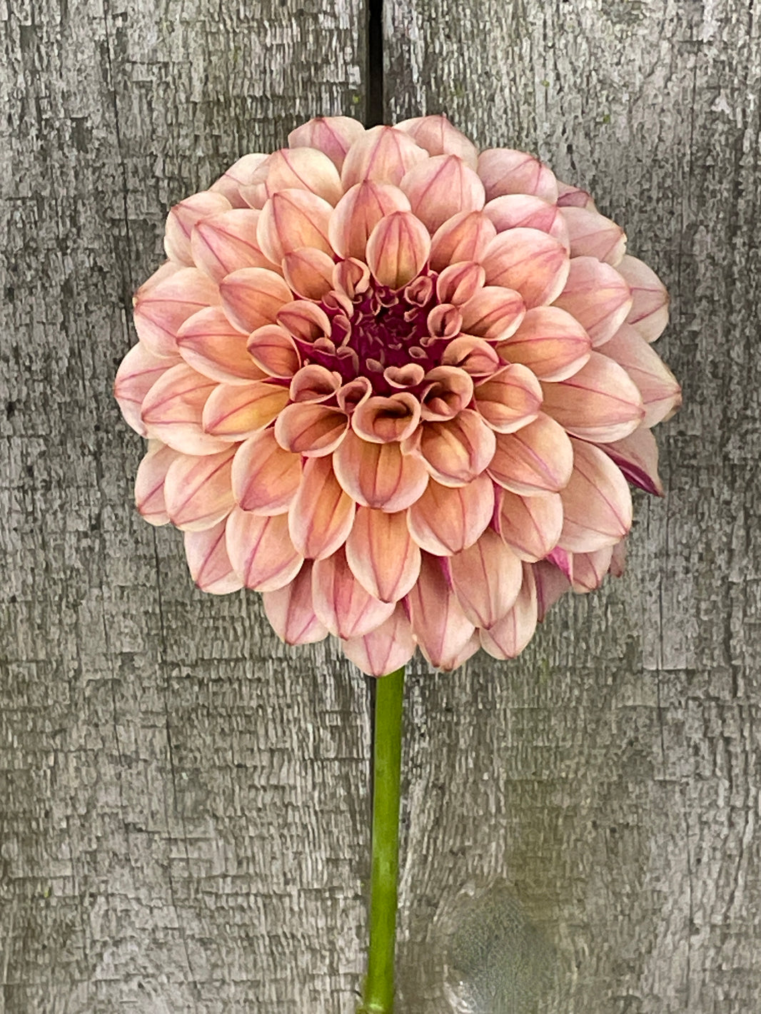 All Dahlias – Stonehouse Dahlias