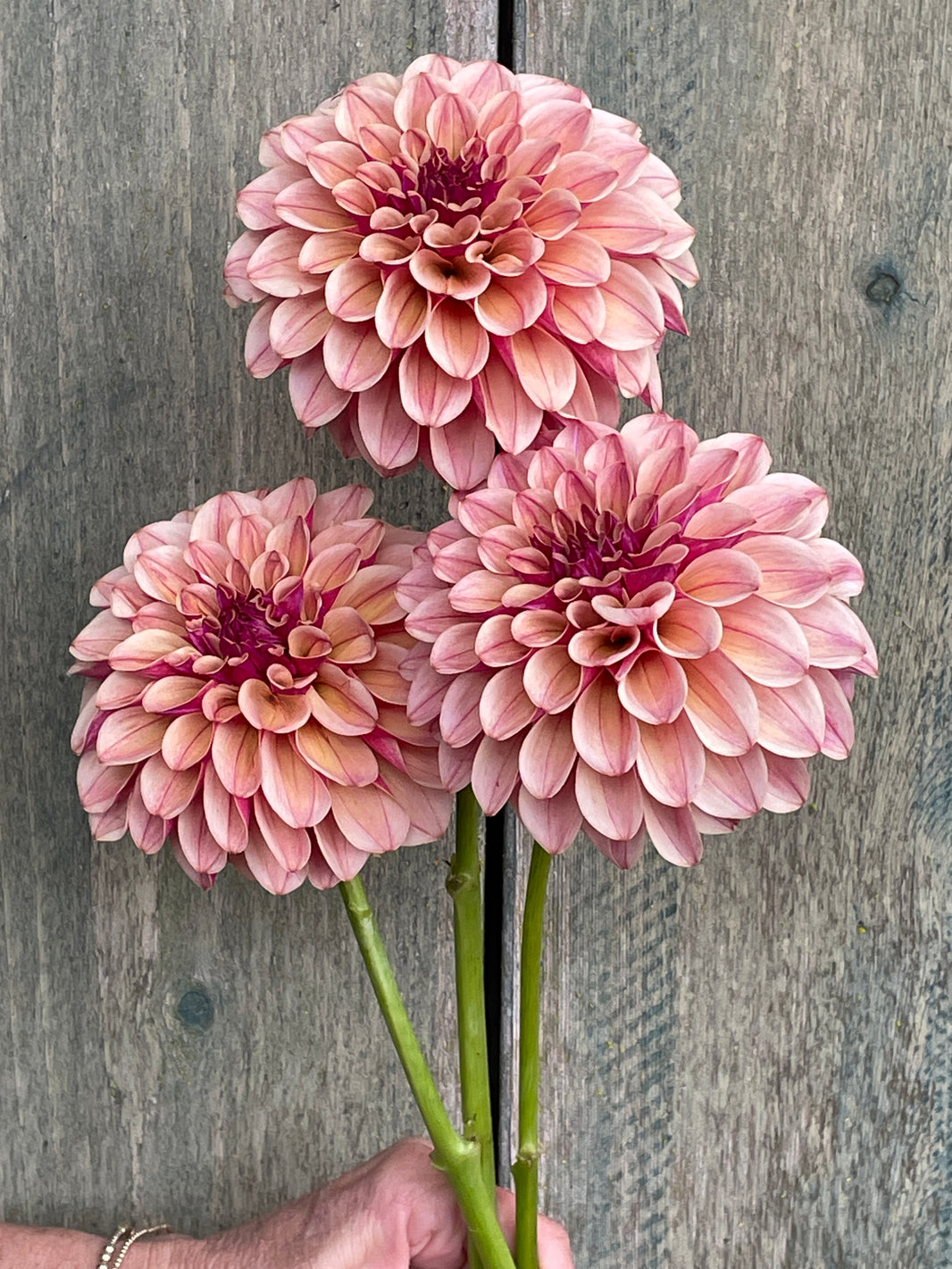 All Dahlias – Stonehouse Dahlias