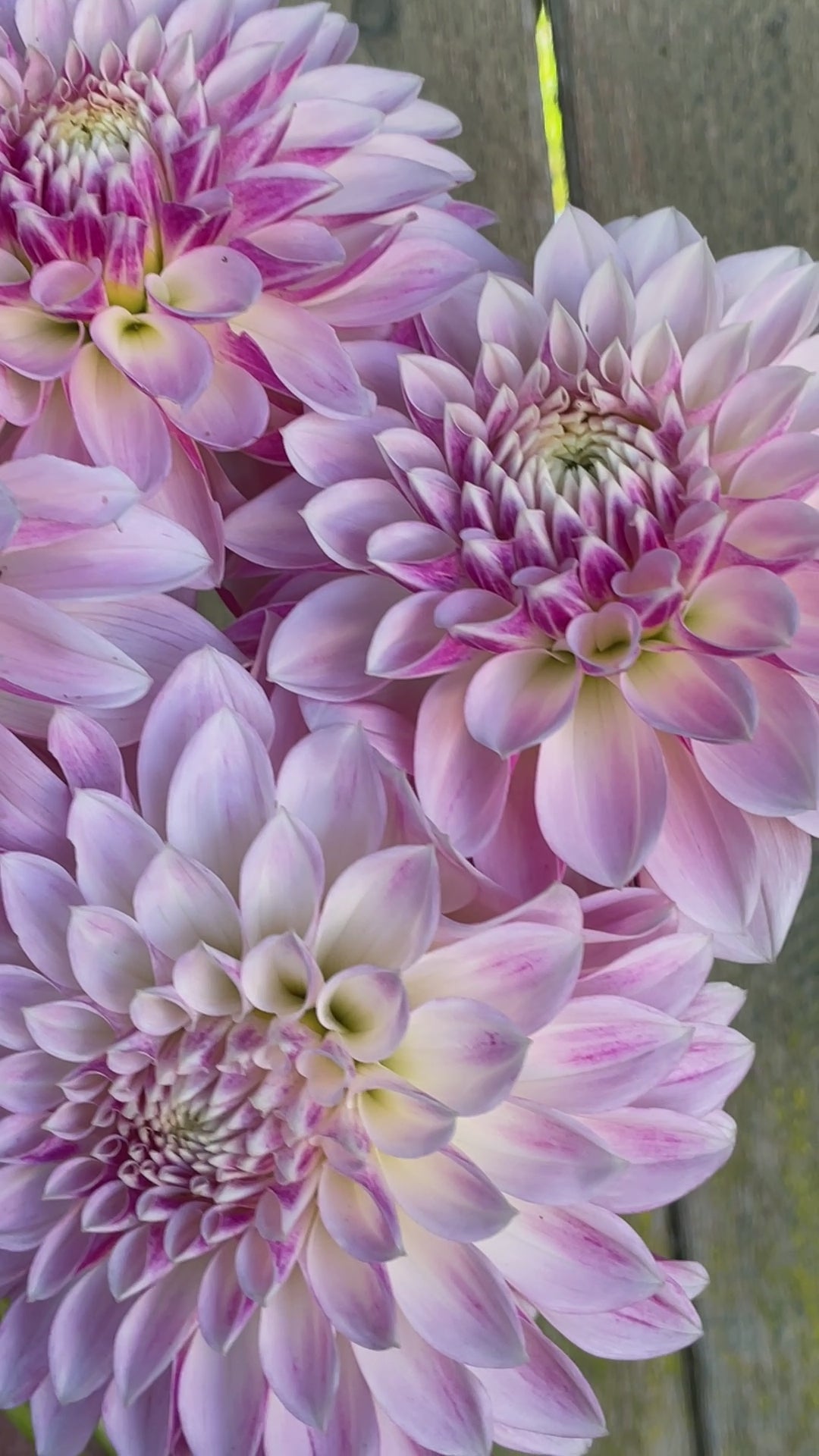 KA's® Rose Quartz – Stonehouse Dahlias