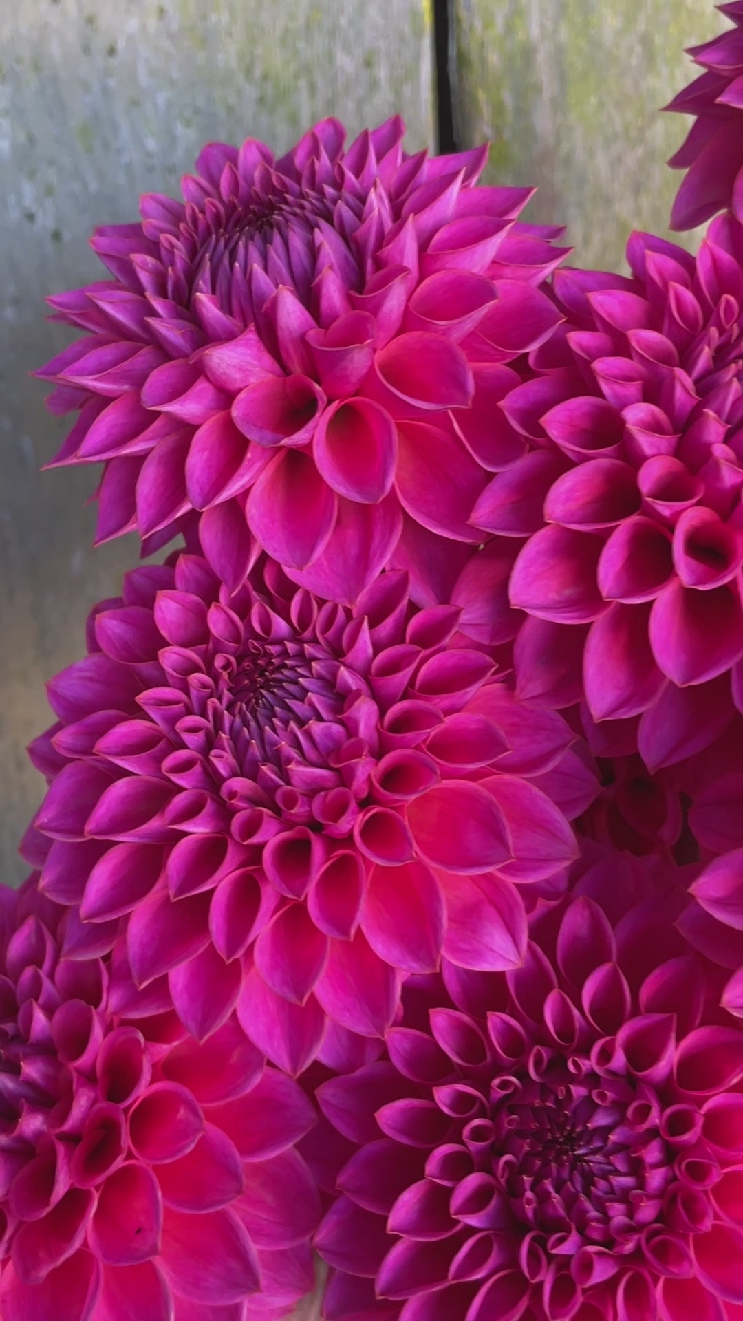 1d1637cc356e442987c48fff9b27f1