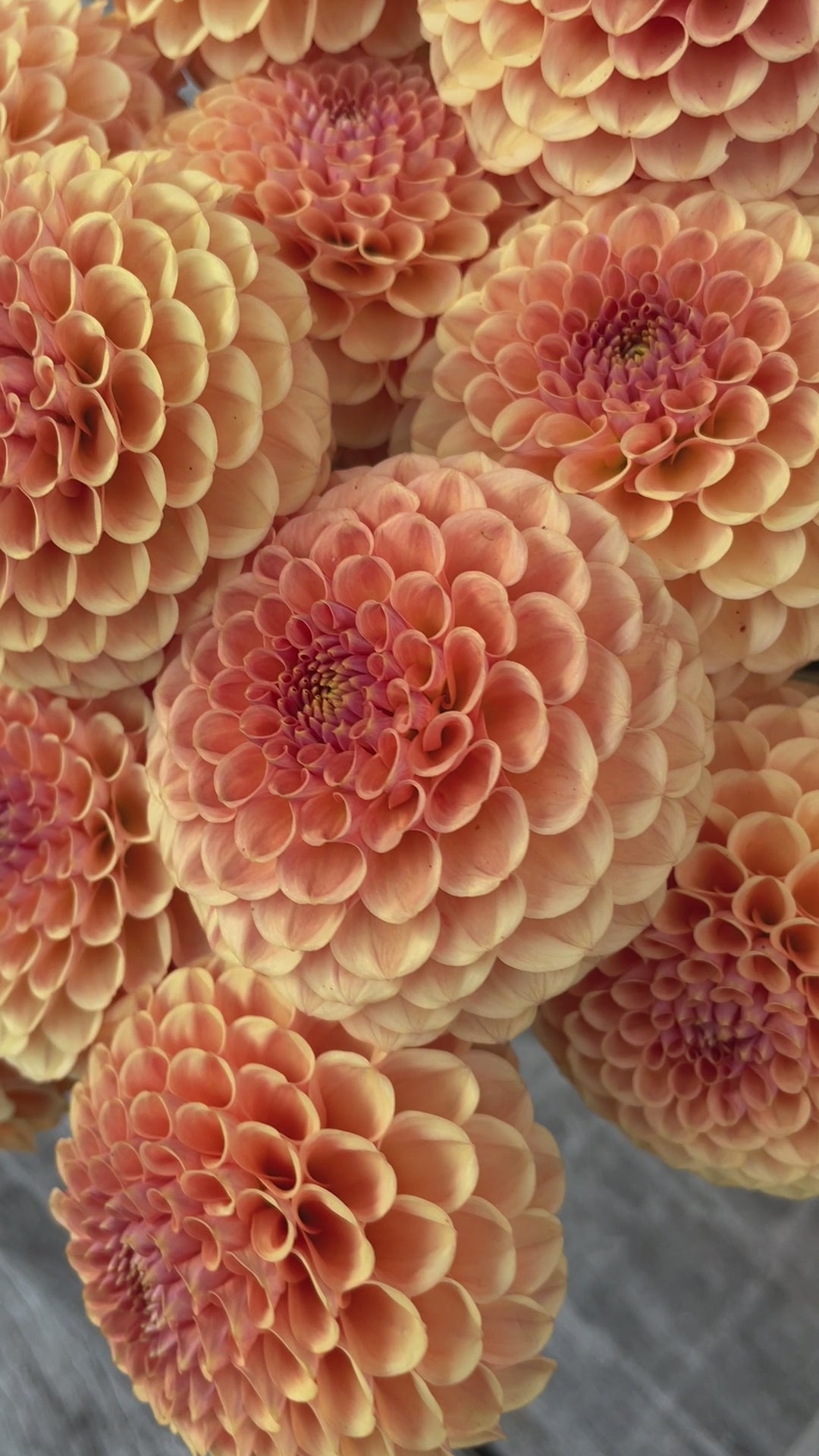 KA's® Sicilian Summer – Stonehouse Dahlias