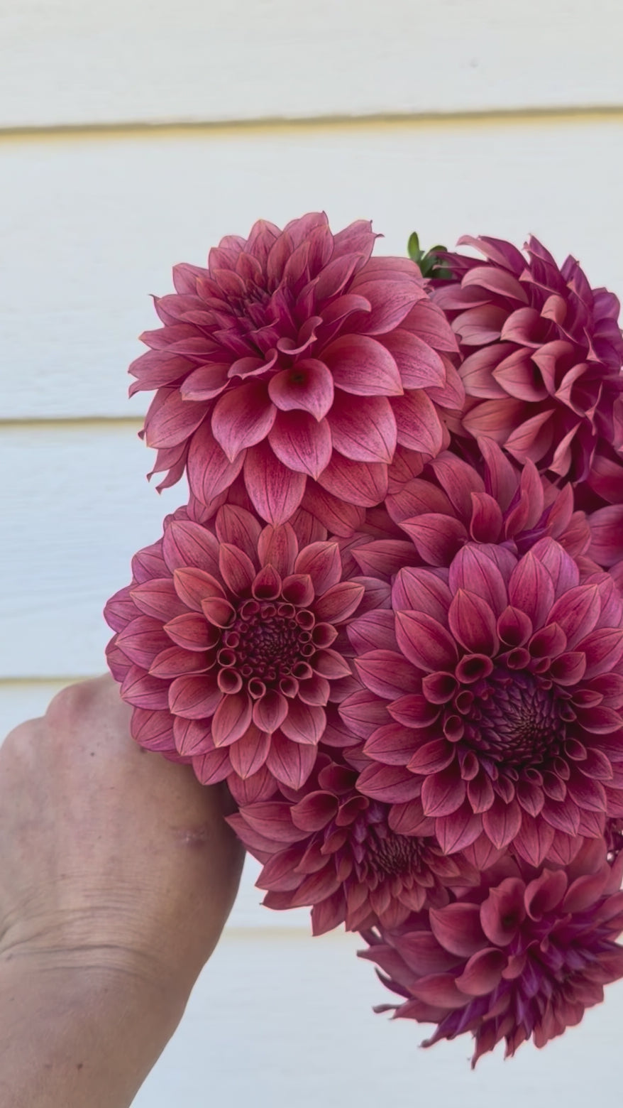 RM Smokeshow – Stonehouse Dahlias