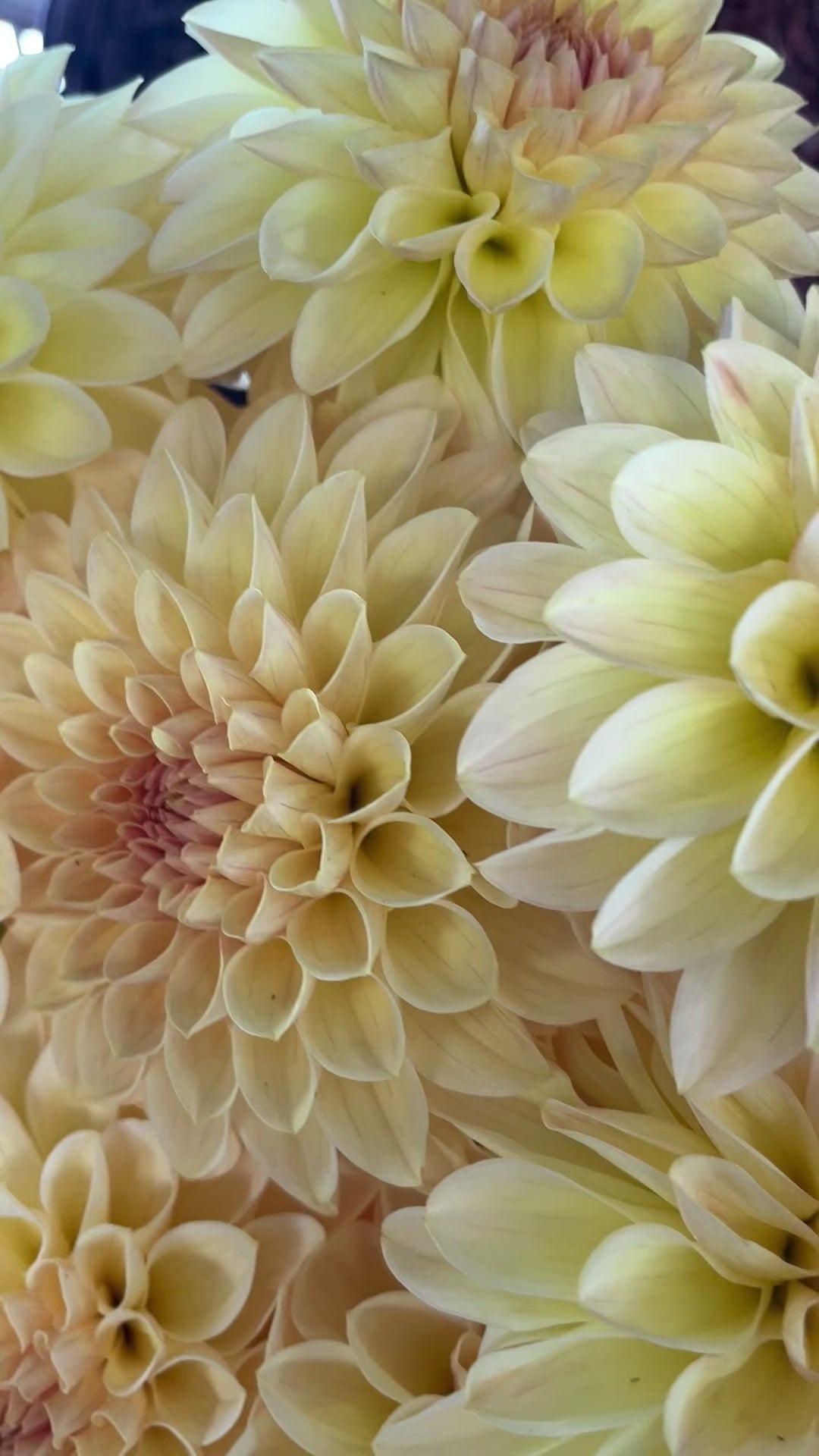 KA's ® Apricot Kiss (Bright Series) – Stonehouse Dahlias