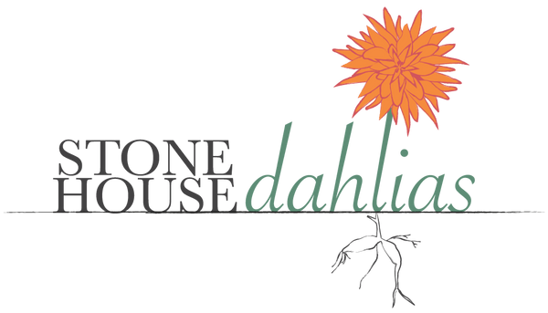 Stonehouse Dahlias