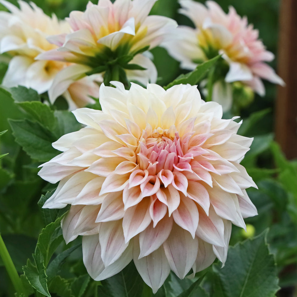 KA's® Mocha Maya – Stonehouse Dahlias